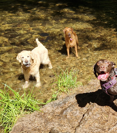 Harvey, Ember and Charlie (not sure where Meg was at this point!)